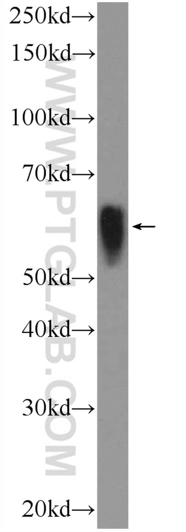 alpha Tubulin Antibody in Western Blot (WB)