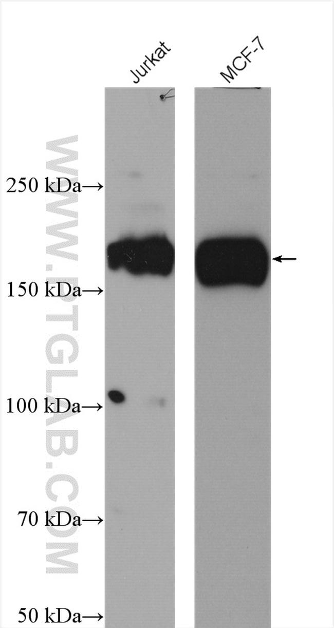 SETDB1 Antibody in Western Blot (WB)