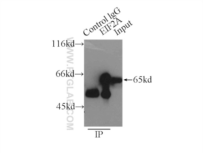 EIF2A Antibody in Immunoprecipitation (IP)