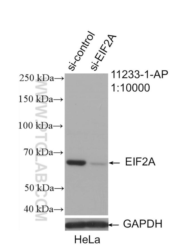 EIF2A Antibody in Western Blot (WB)