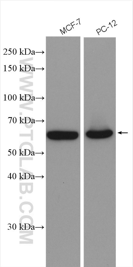 EIF2A Antibody in Western Blot (WB)