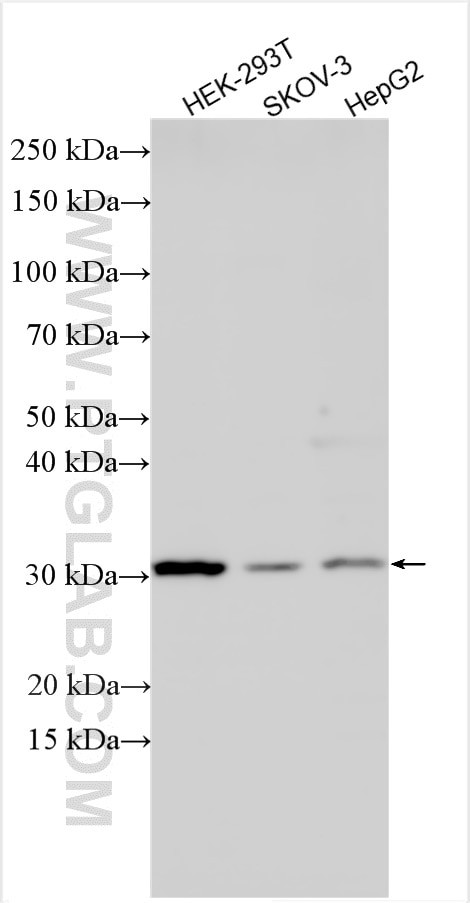 FGF-2 Antibody in Western Blot (WB)