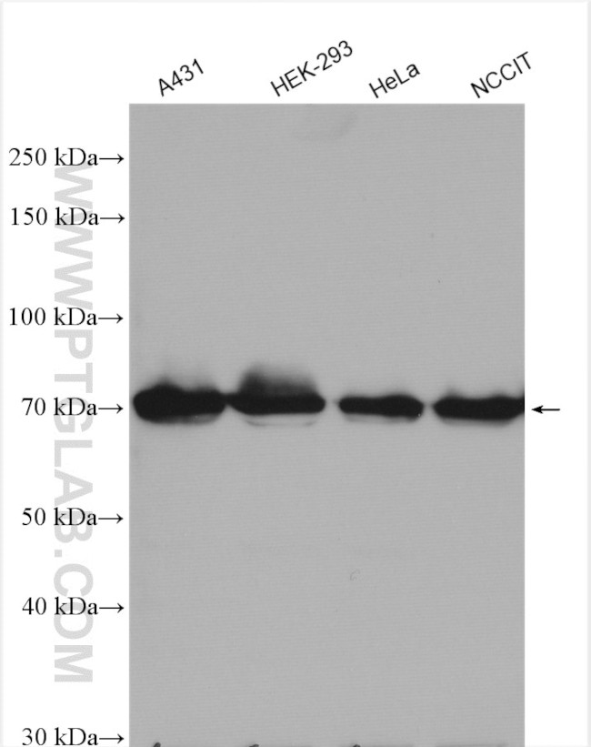 FLCN Antibody in Western Blot (WB)