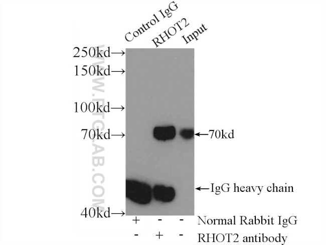 RHOT2 Antibody in Immunoprecipitation (IP)