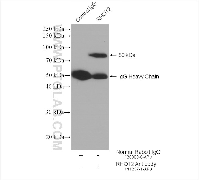 RHOT2 Antibody in Immunoprecipitation (IP)