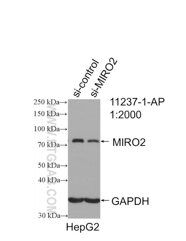 RHOT2 Antibody in Western Blot (WB)