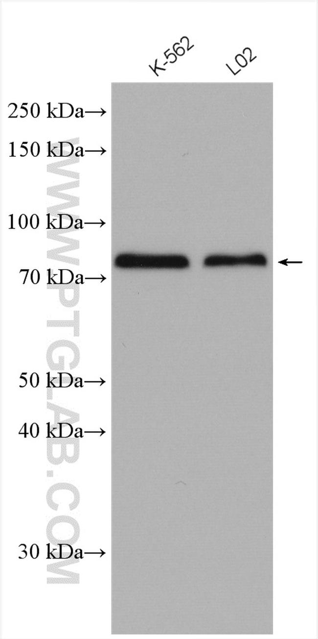 RHOT2 Antibody in Western Blot (WB)