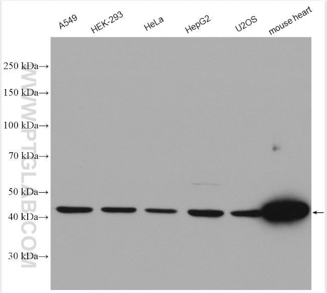 NDUFV1 Antibody in Western Blot (WB)