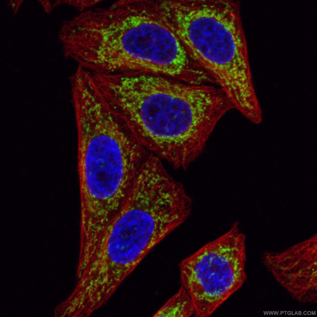 COXIV Antibody in Immunocytochemistry (ICC/IF)