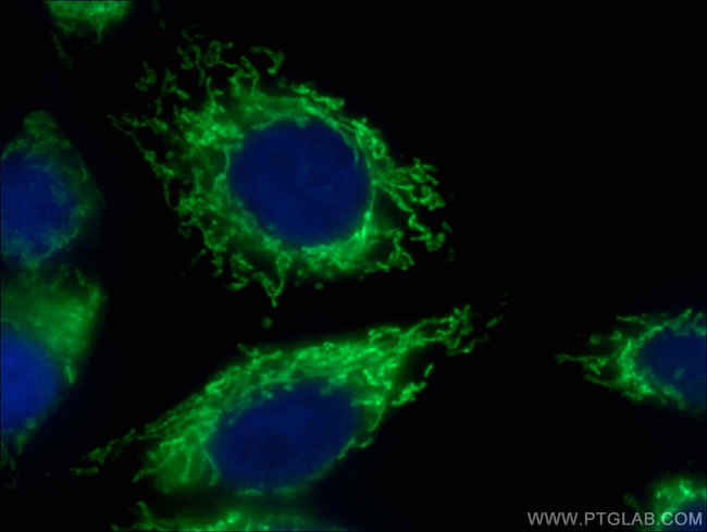 COXIV Antibody in Immunocytochemistry (ICC/IF)