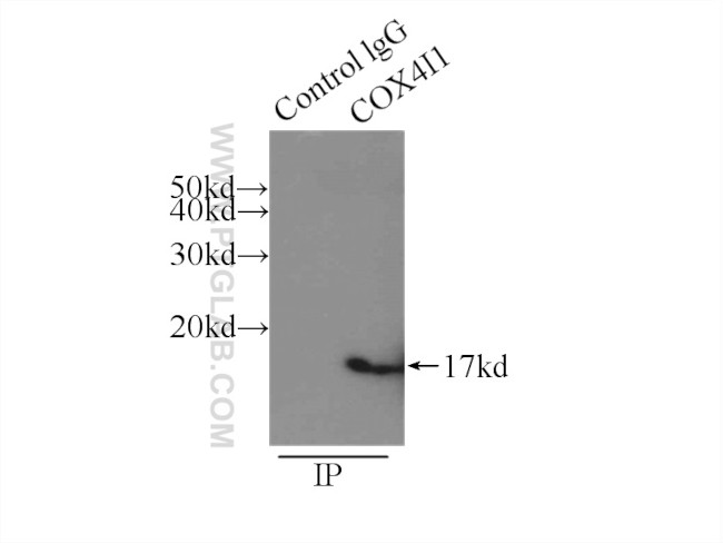 COXIV Antibody in Immunoprecipitation (IP)