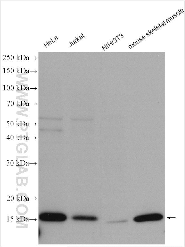 COXIV Antibody in Western Blot (WB)