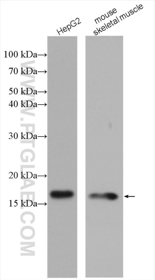 COXIV Antibody in Western Blot (WB)