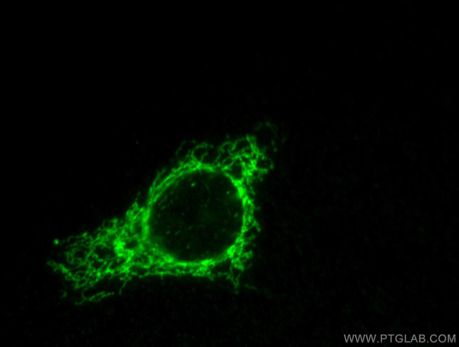 COXIV Antibody in Immunocytochemistry (ICC/IF)