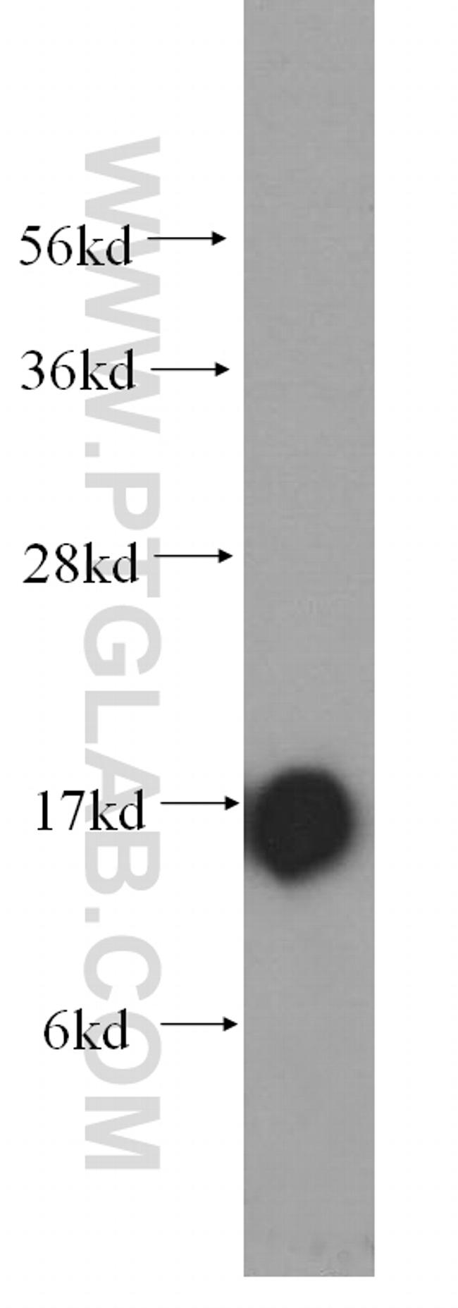 COXIV Antibody in Western Blot (WB)