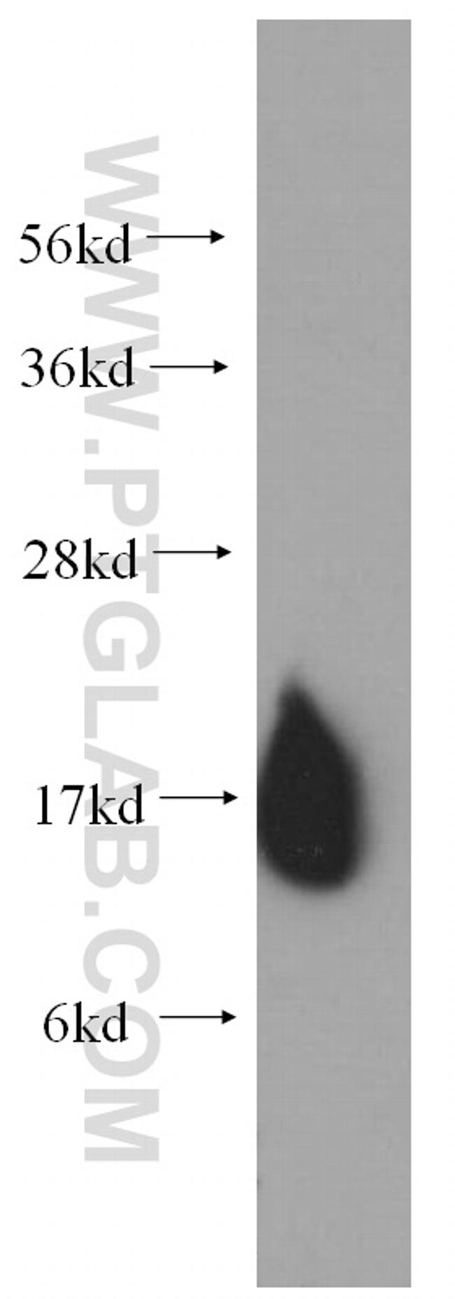 COXIV Antibody in Western Blot (WB)