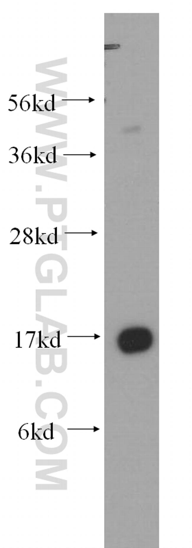 COXIV Antibody in Western Blot (WB)