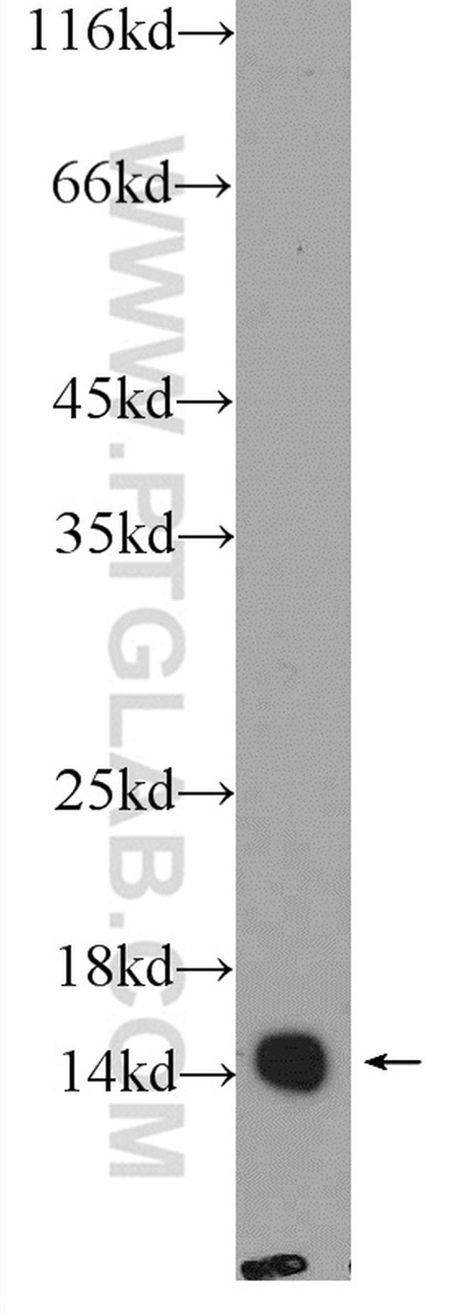 COXIV Antibody in Western Blot (WB)