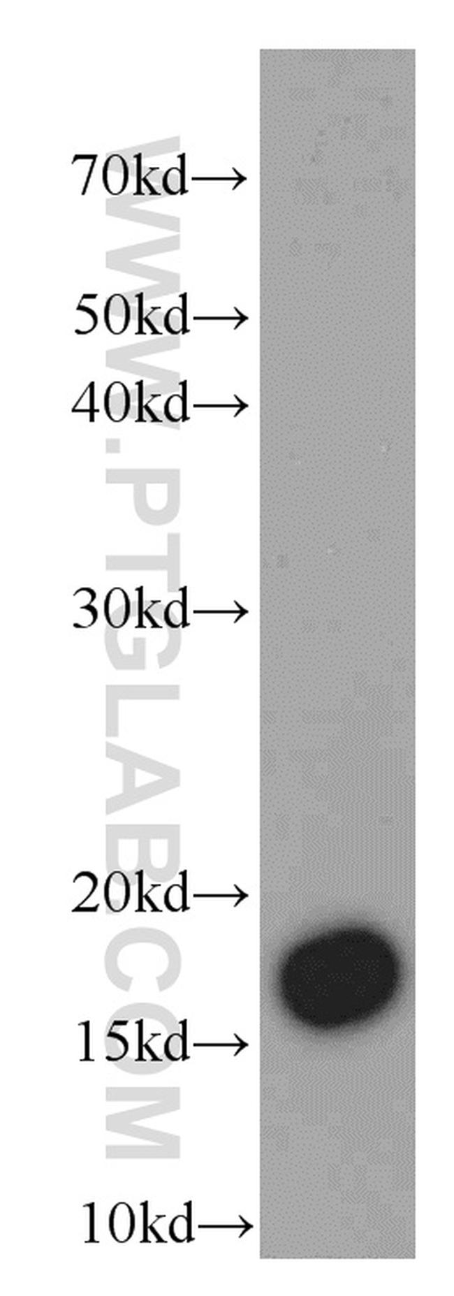 COXIV Antibody in Western Blot (WB)