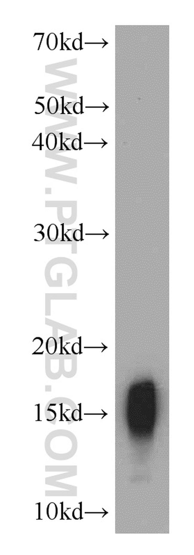 COXIV Antibody in Western Blot (WB)