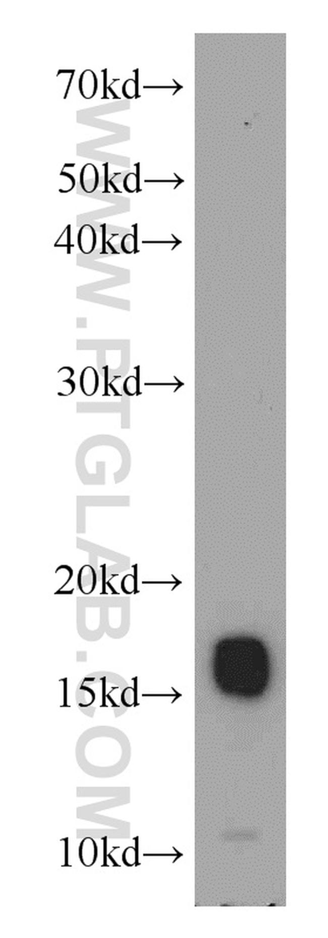 COXIV Antibody in Western Blot (WB)