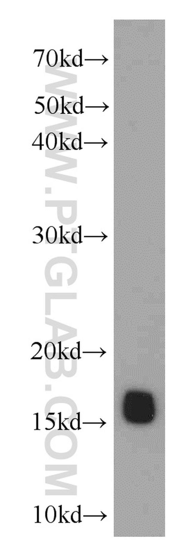 COXIV Antibody in Western Blot (WB)