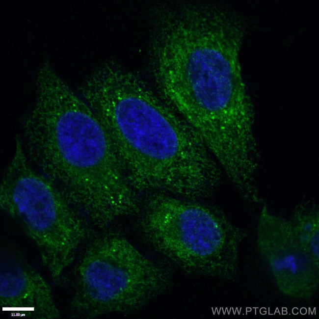 PDI Antibody in Immunocytochemistry (ICC/IF)