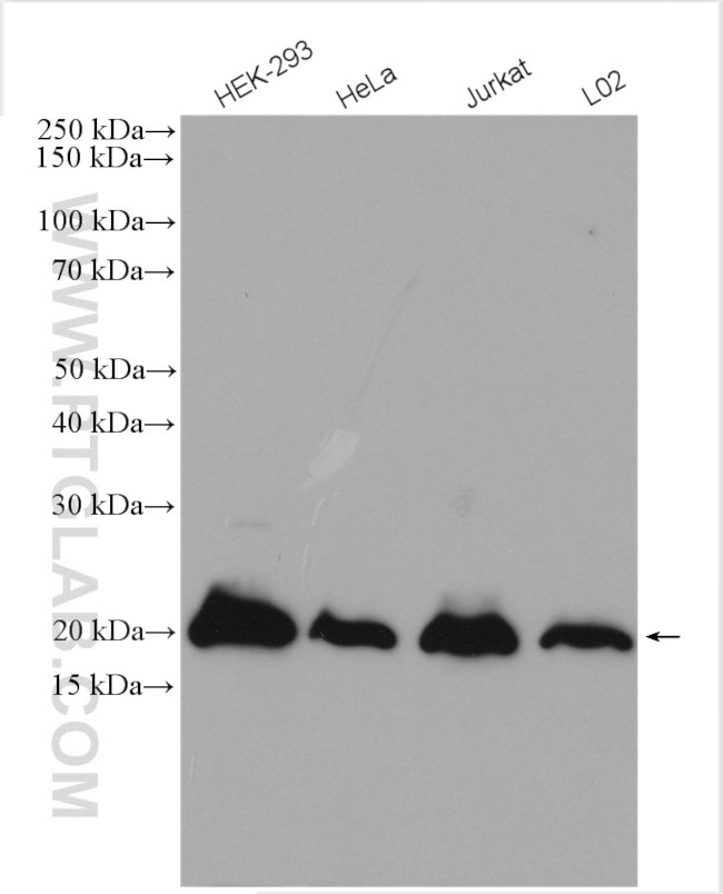 SUMO2/3 Antibody in Western Blot (WB)