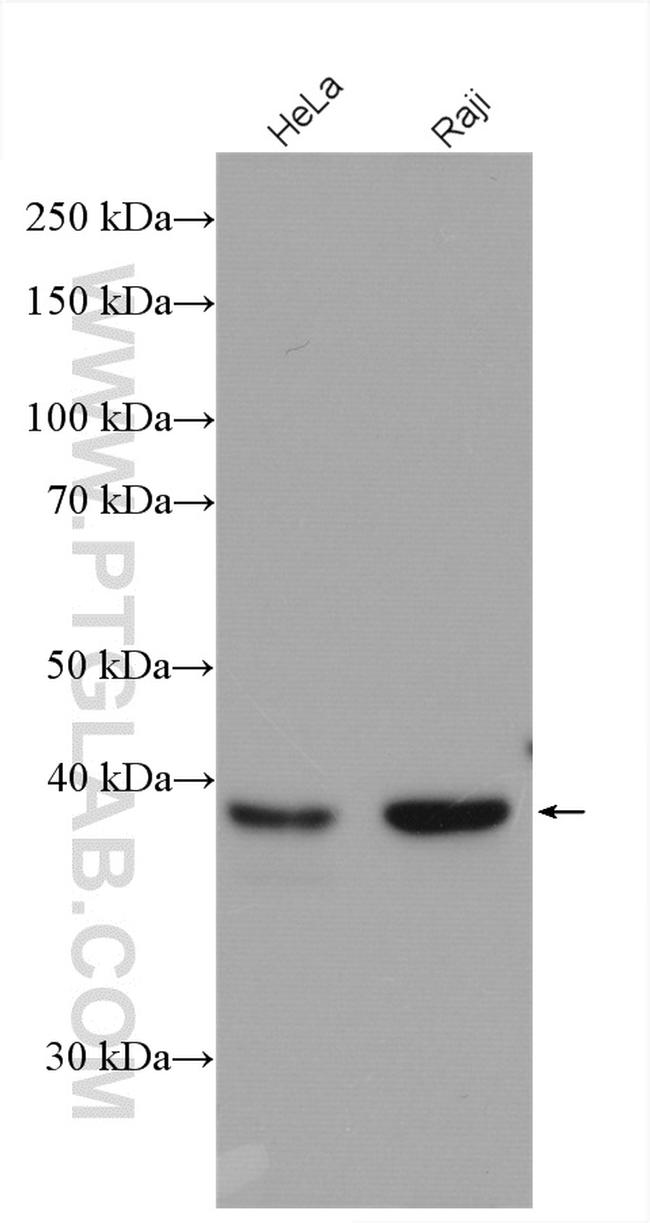 RAD51AP1 Antibody in Western Blot (WB)