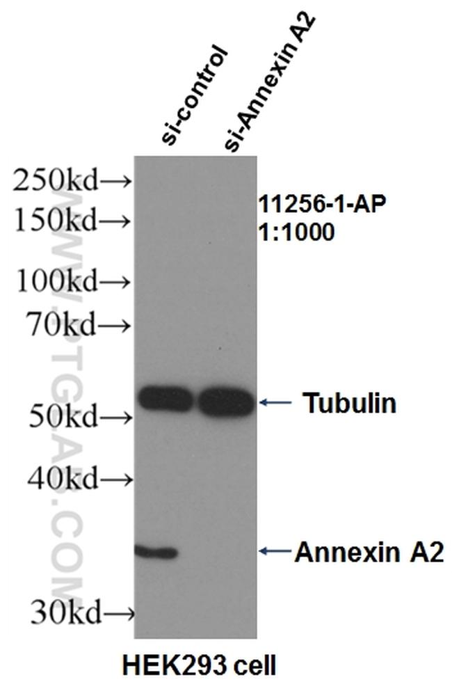 Annexin A2 Antibody in Western Blot (WB)