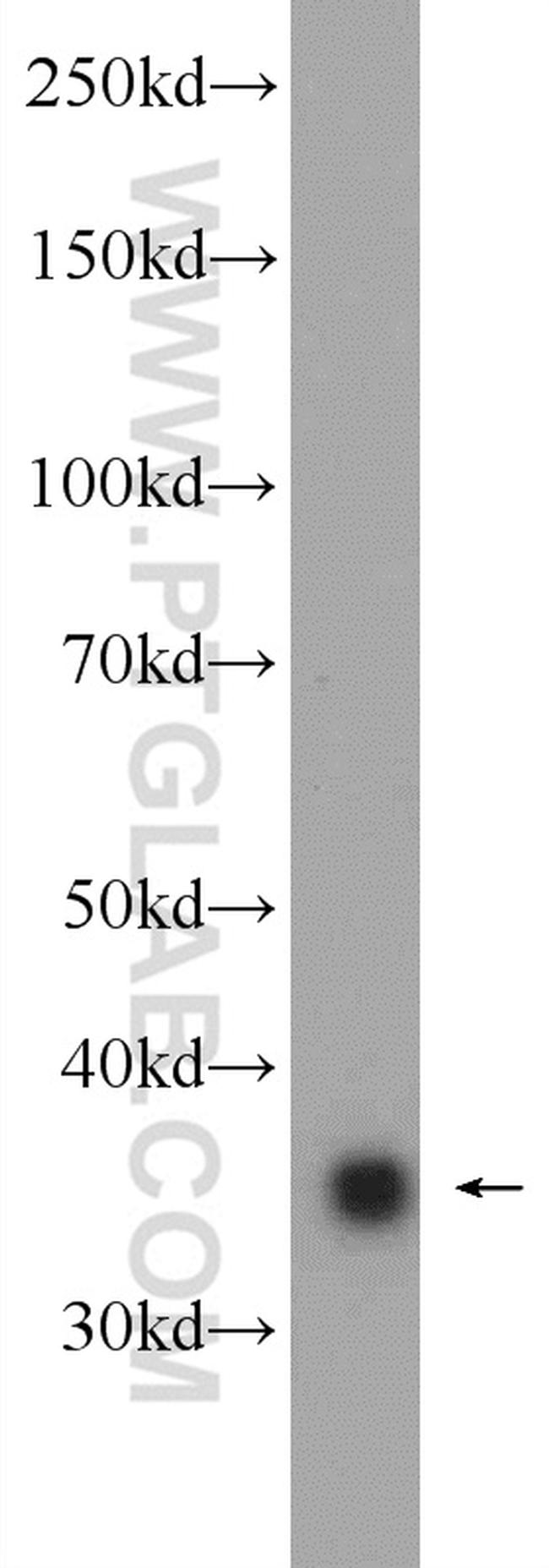 Annexin A2 Antibody in Western Blot (WB)