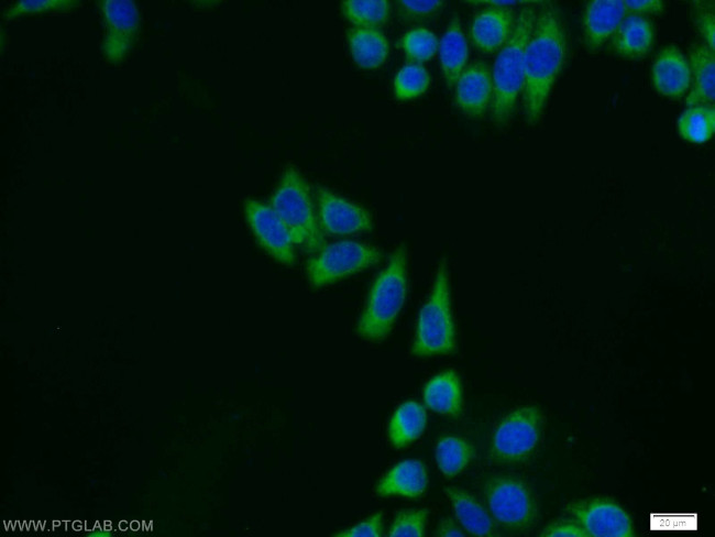 ERK1/2 Antibody in Immunocytochemistry (ICC/IF)