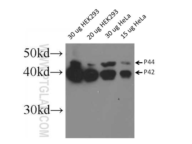 ERK1/2 Antibody in Western Blot (WB)