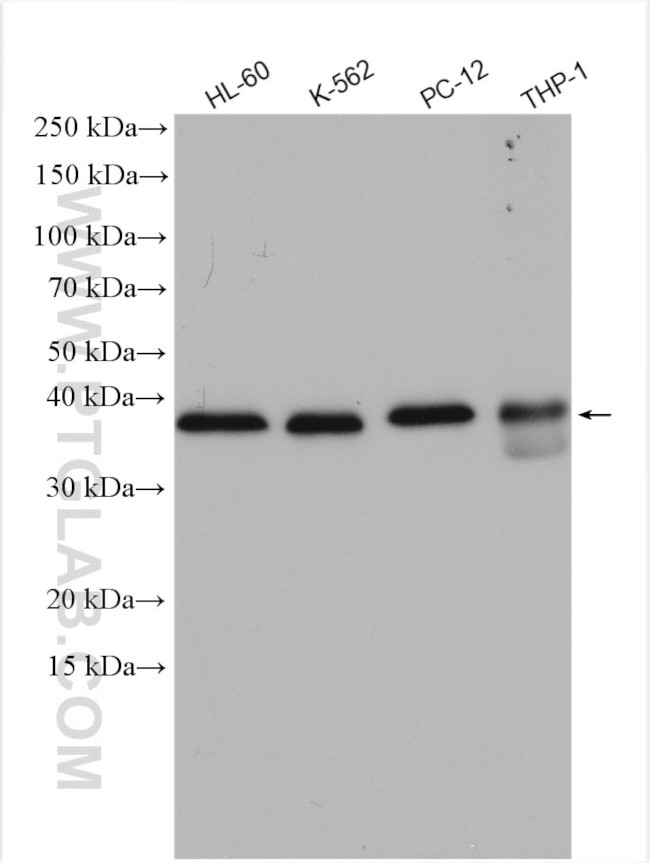 ATG3 Antibody in Western Blot (WB)