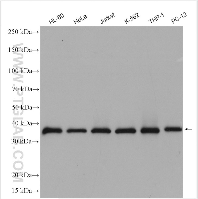 ATG3 Antibody in Western Blot (WB)