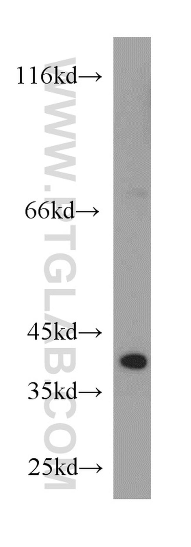 ATG3 Antibody in Western Blot (WB)