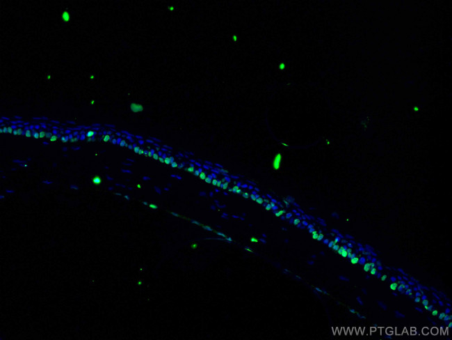 OCT4 Antibody in Immunohistochemistry (PFA fixed) (IHC (PFA))