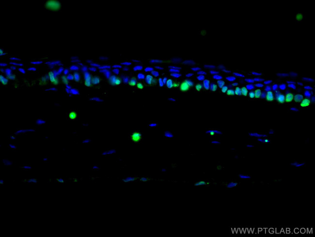 OCT4 Antibody in Immunohistochemistry (PFA fixed) (IHC (PFA))