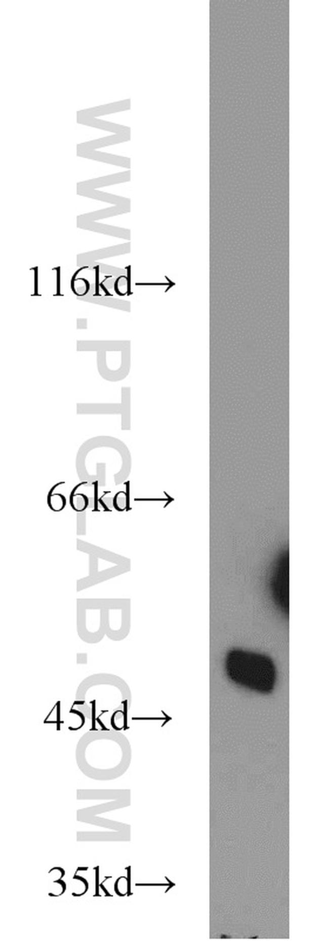 OCT4 Antibody in Western Blot (WB)