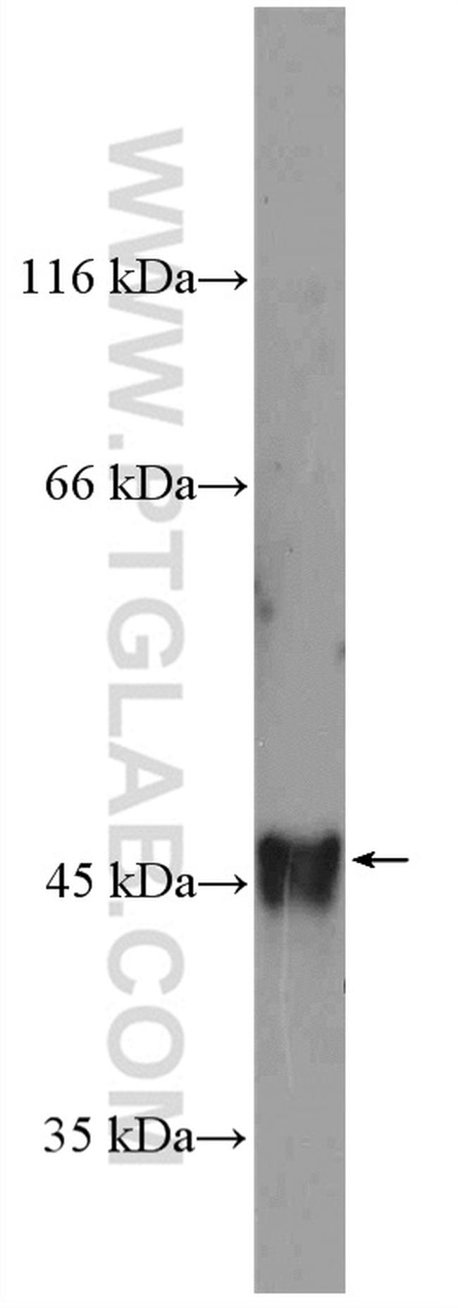 OCT4 Antibody in Western Blot (WB)