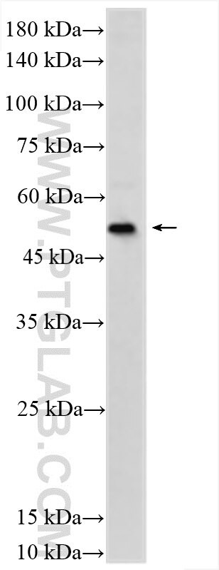 OCT4 Antibody in Western Blot (WB)