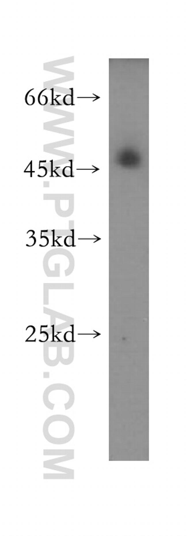 OCT4 Antibody in Western Blot (WB)