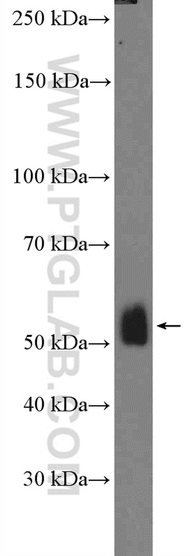 OCT4 Antibody in Western Blot (WB)