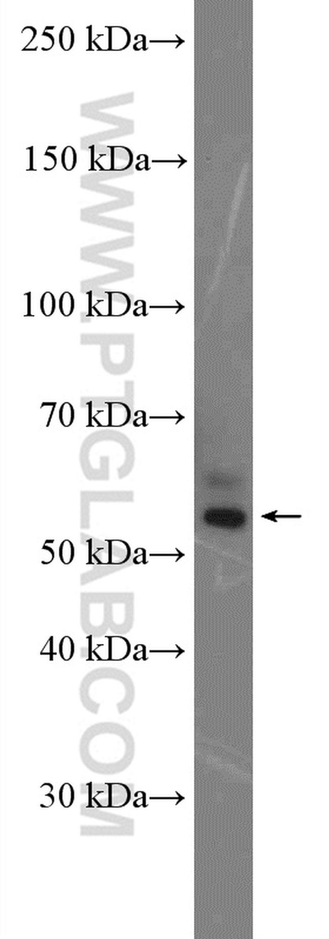 OCT4 Antibody in Western Blot (WB)