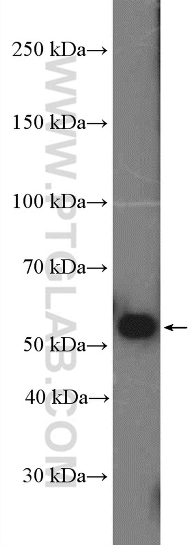 OCT4 Antibody in Western Blot (WB)