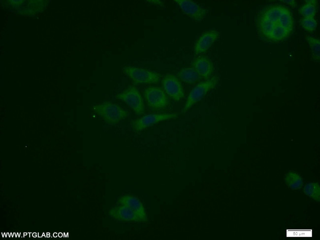 ATG12 Antibody in Immunocytochemistry (ICC/IF)