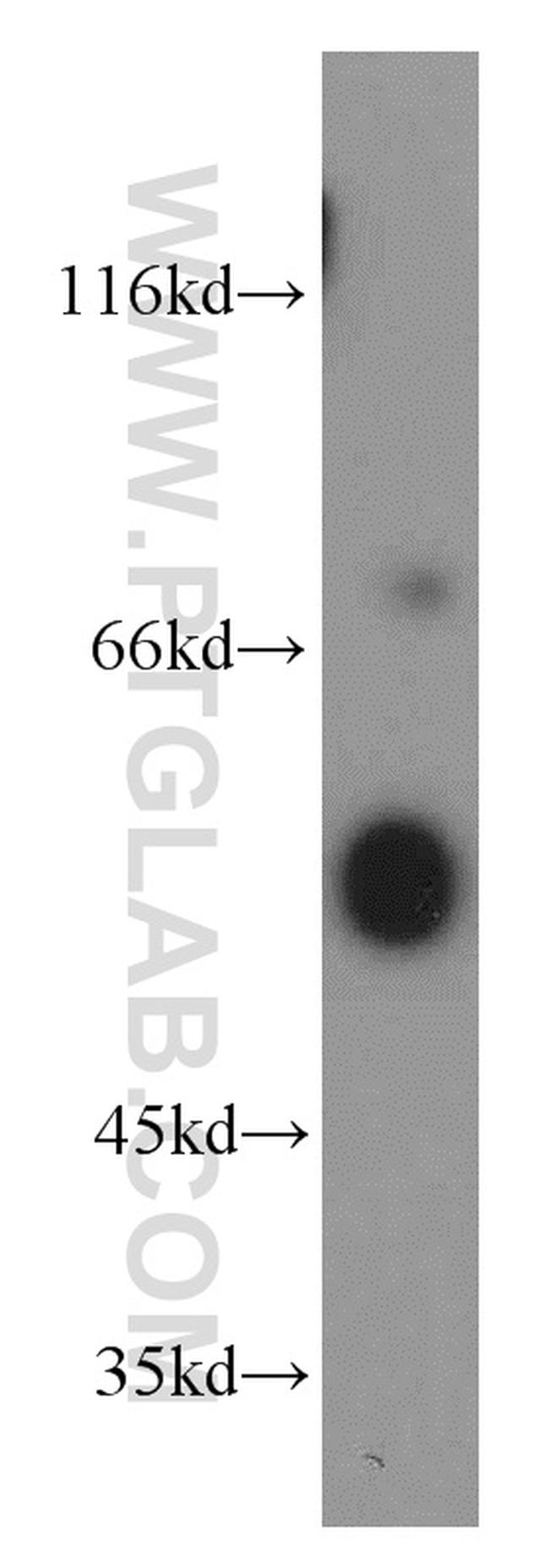 ATG12 Antibody in Western Blot (WB)