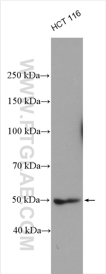 ATG12 Antibody in Western Blot (WB)