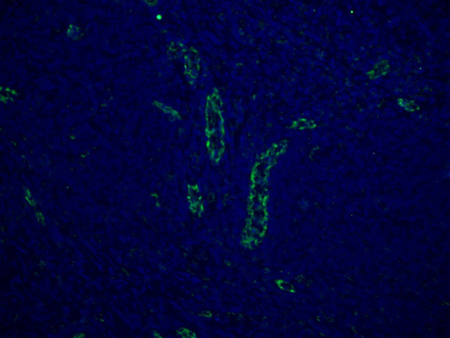 CD31 Antibody in Immunohistochemistry (PFA fixed) (IHC (PFA))