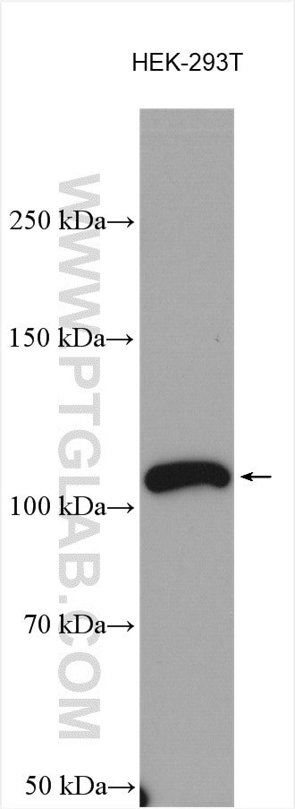 XRN2 Antibody in Western Blot (WB)